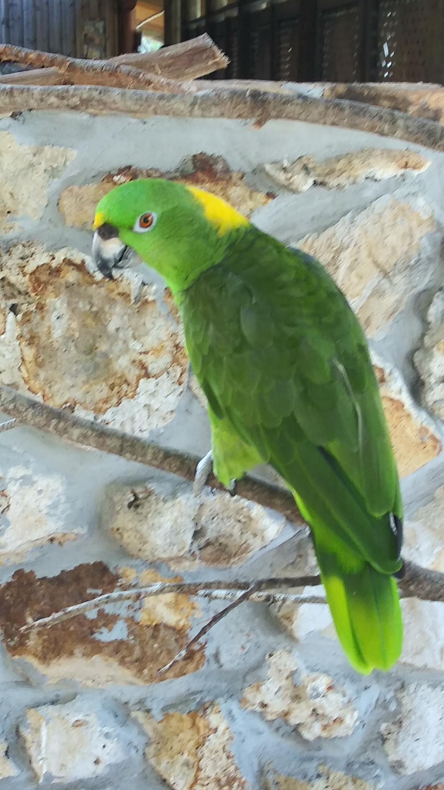 One green parrot 1