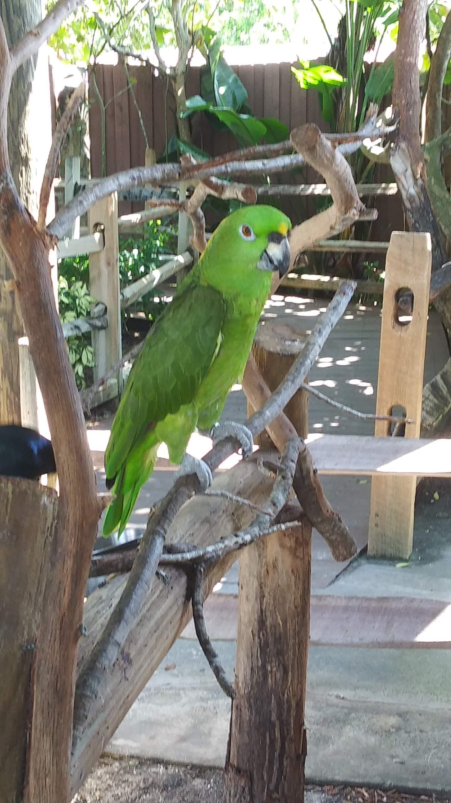One green parrot 2