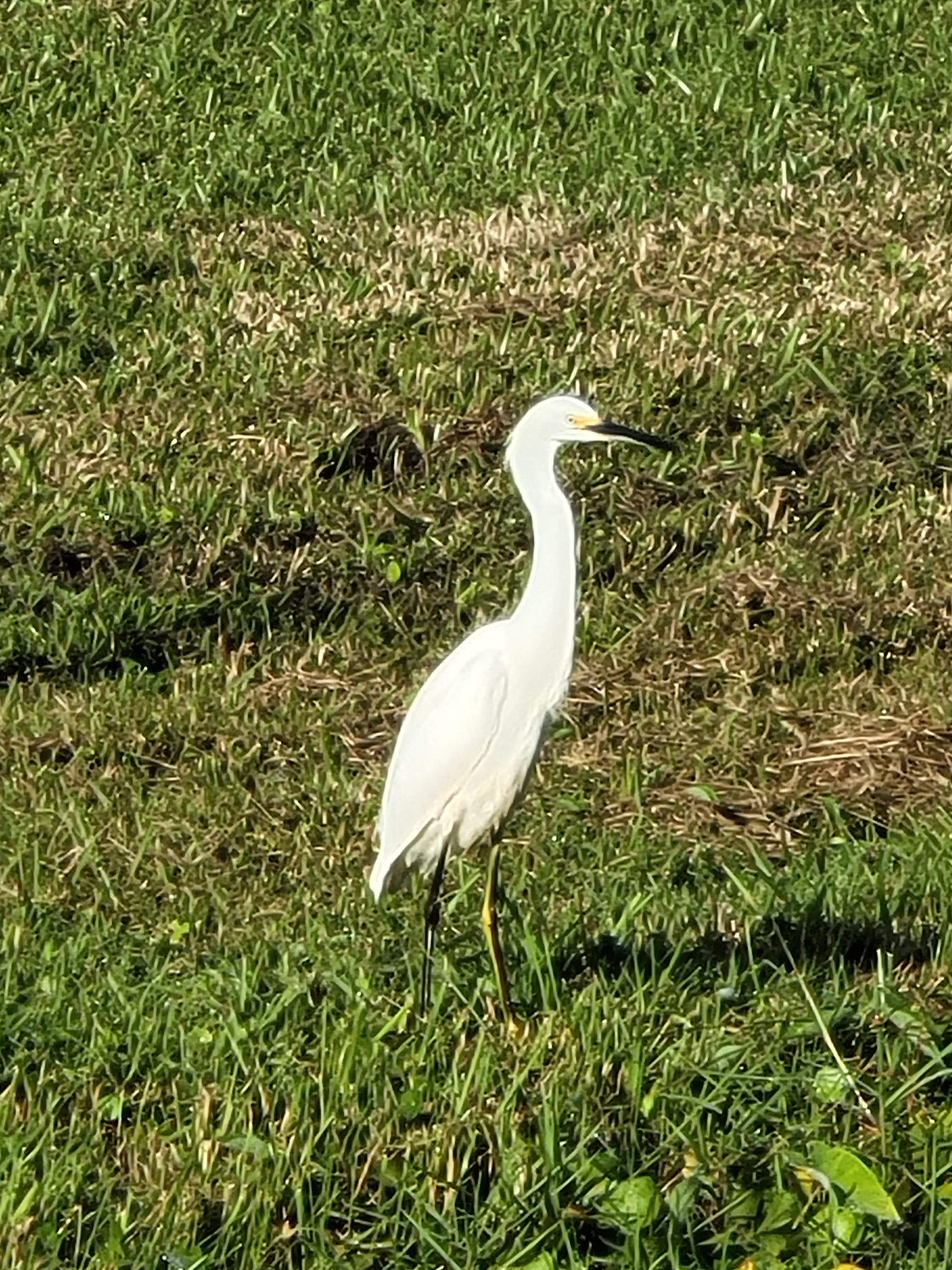 Tall white bird walking in the grass