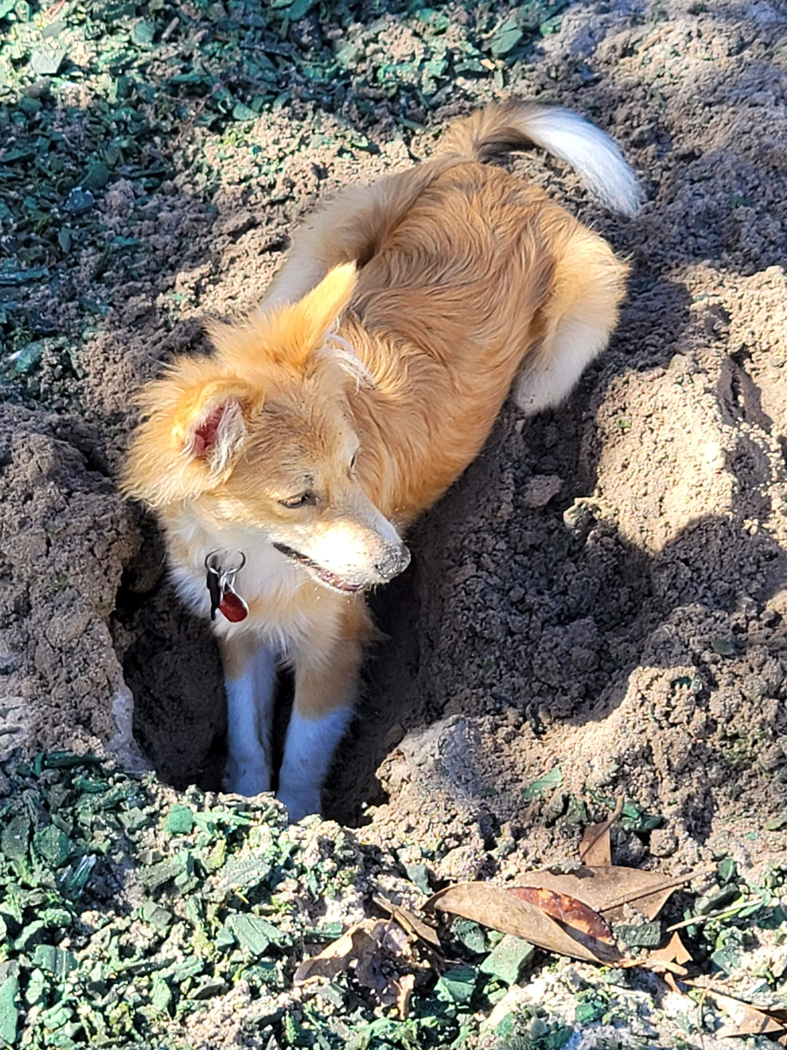 Australian Shepherd digging a hole 2
