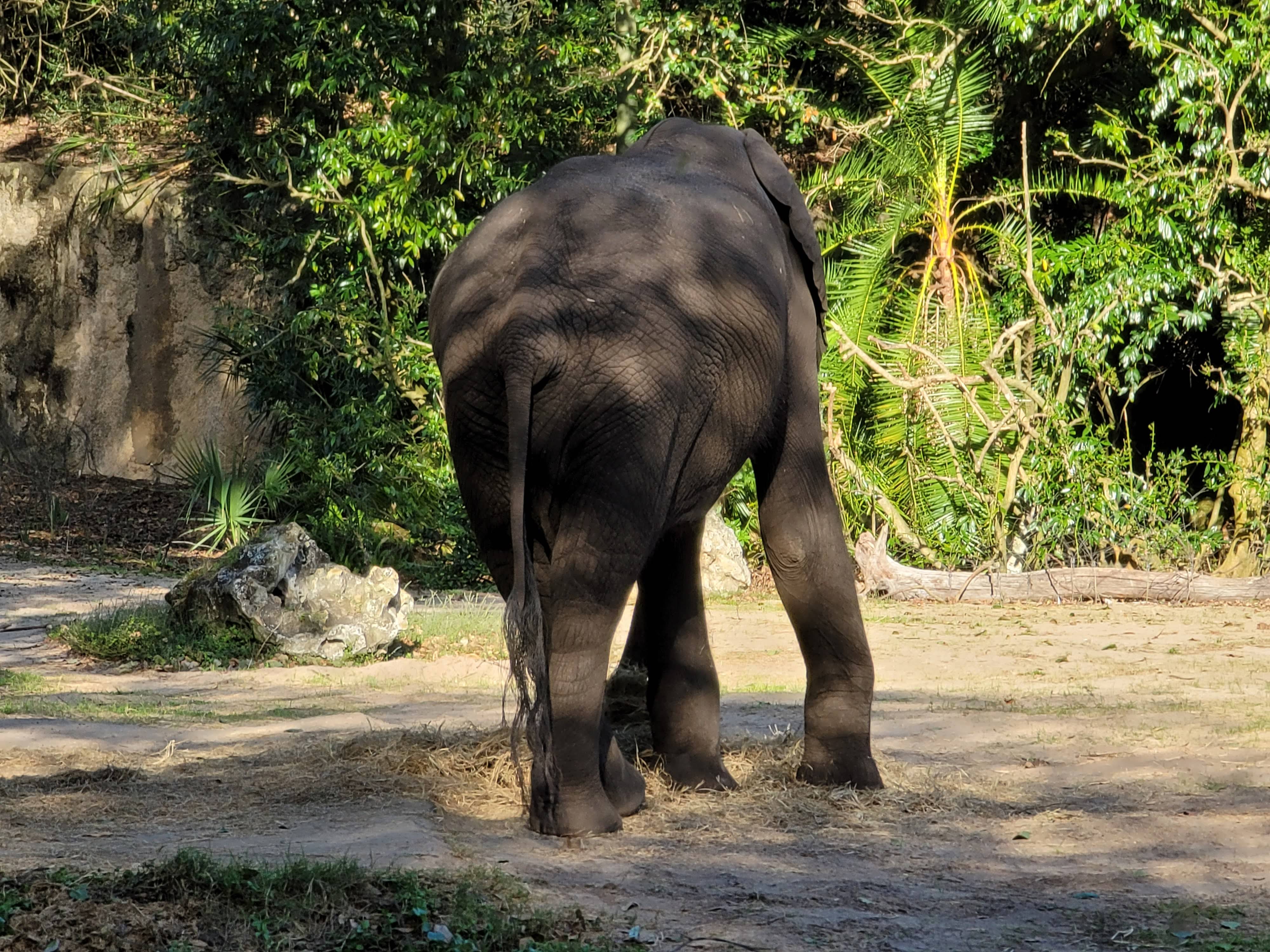 Elephant 2