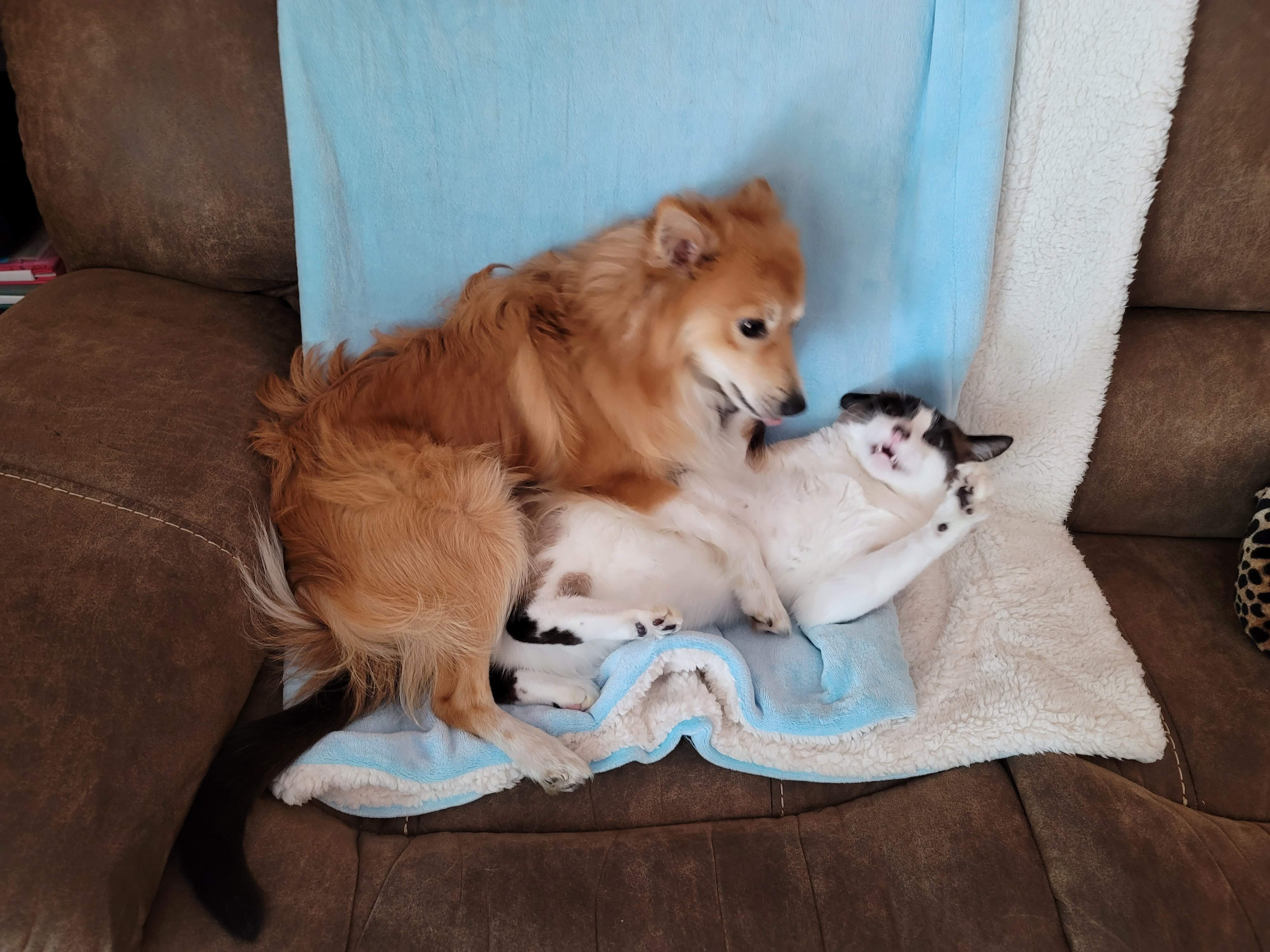Dog VS Cat 2
