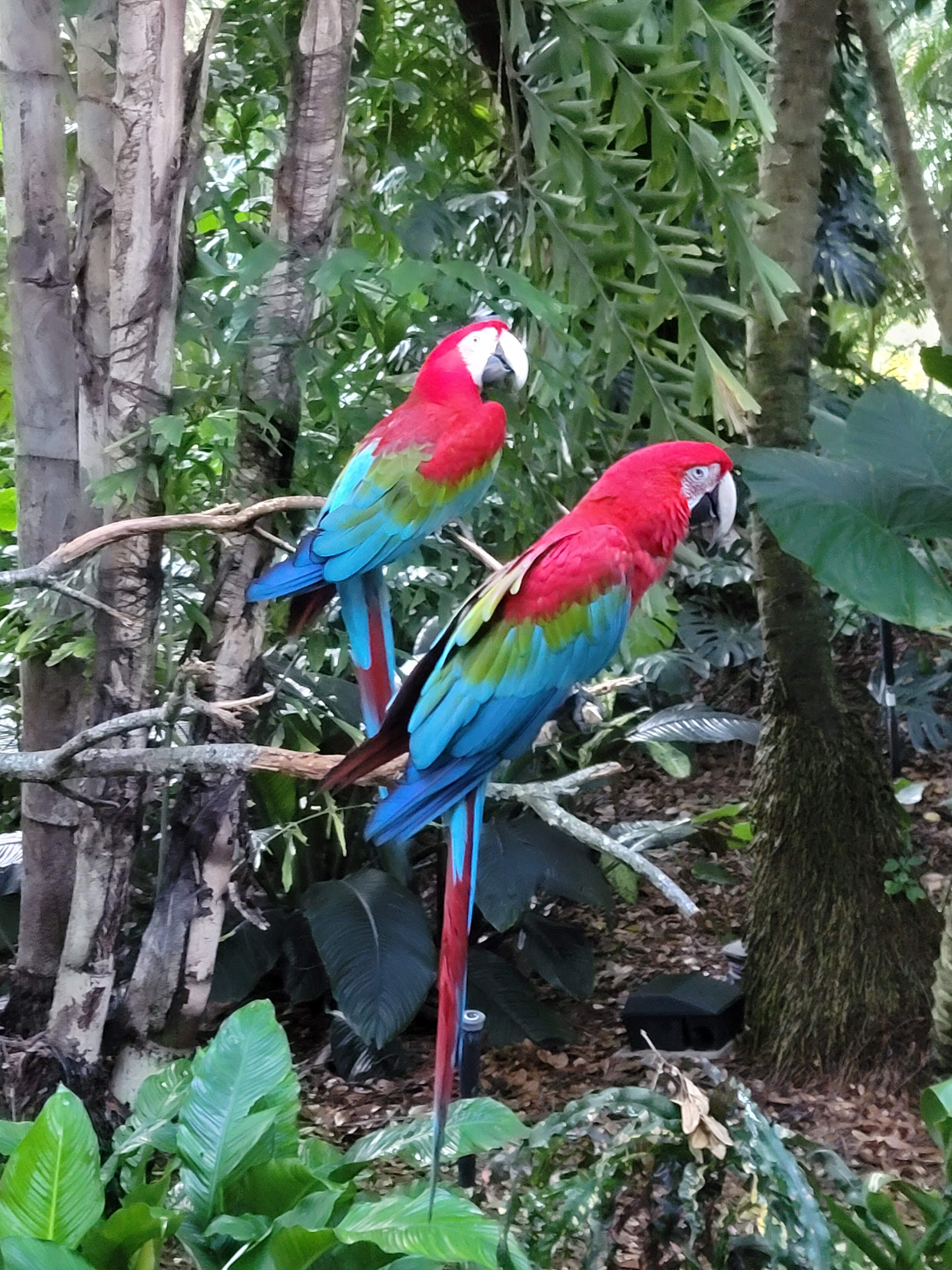 Two parrots having fun