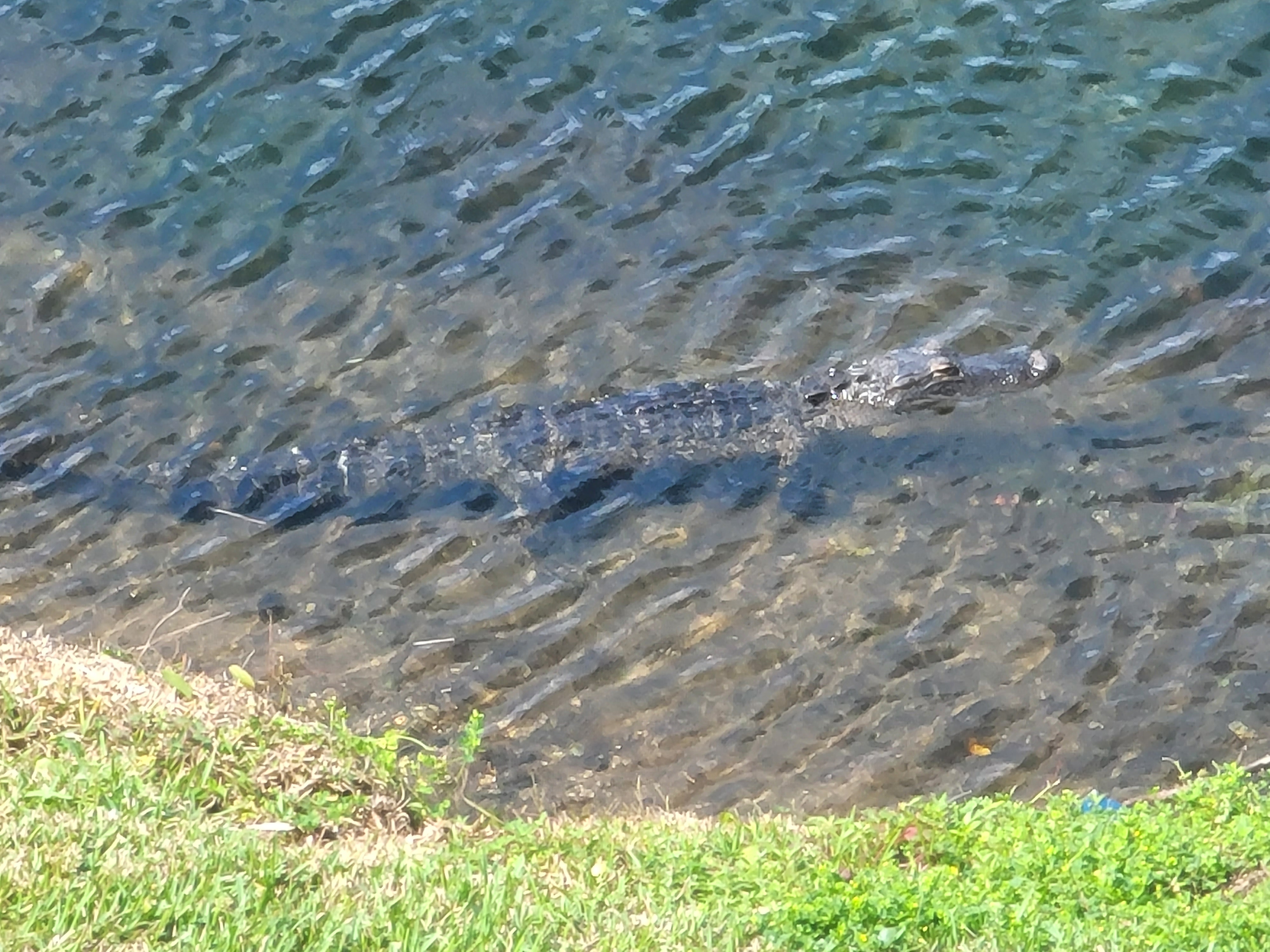 Florida Gator 1