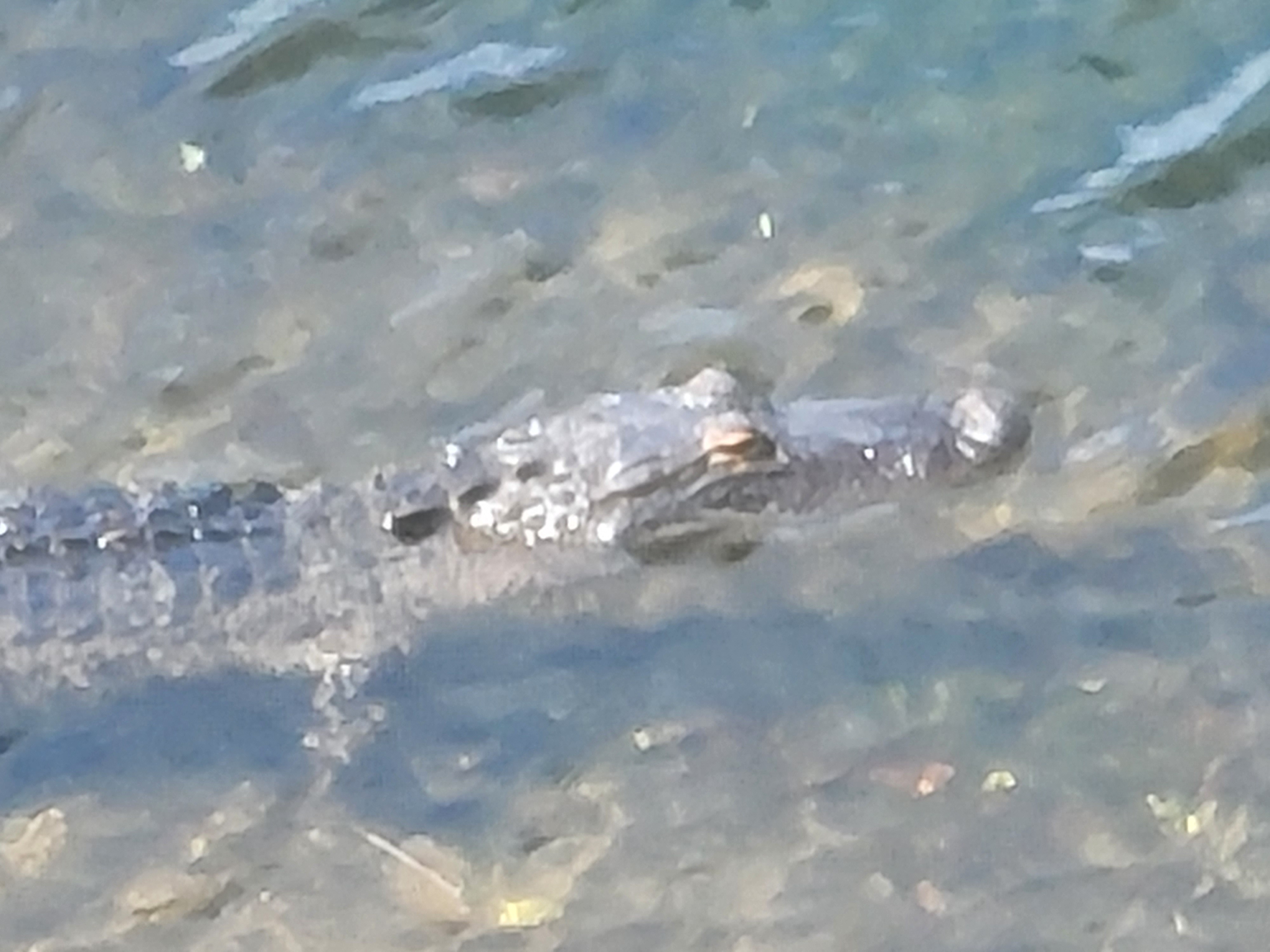 Florida Gator 2