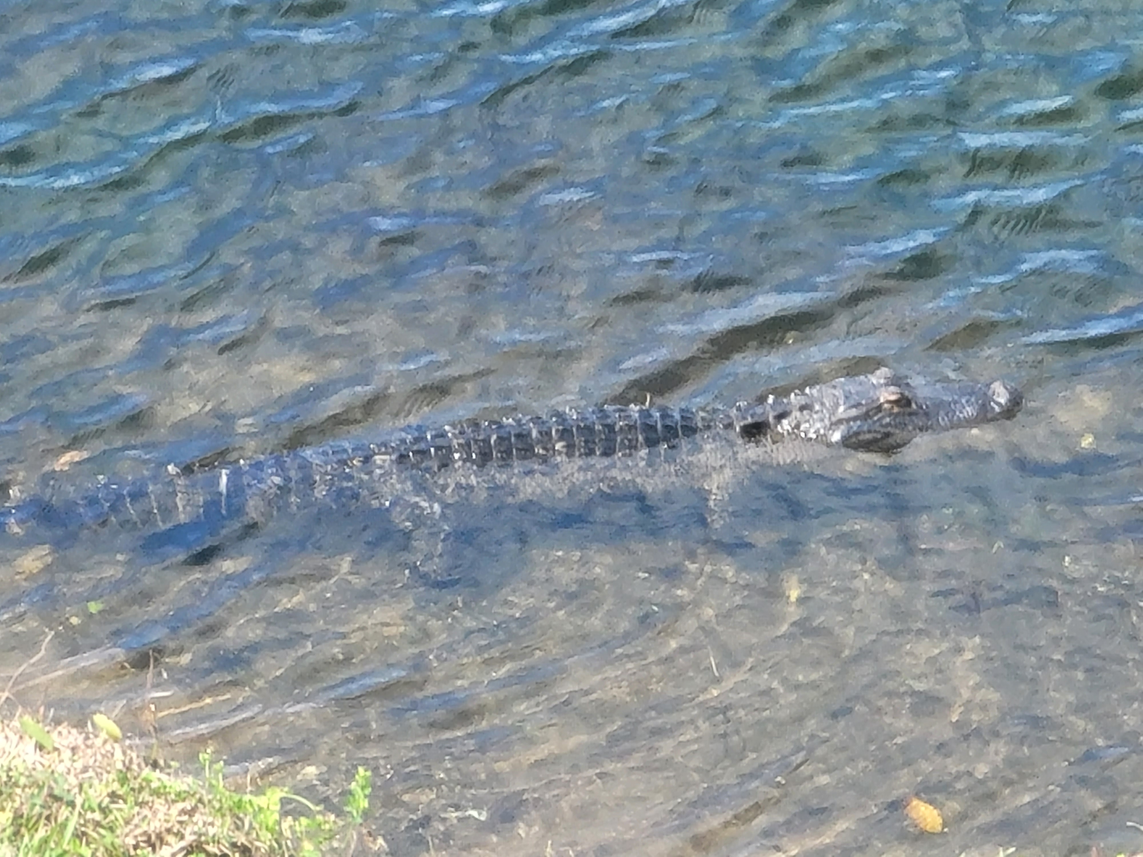Florida Gator 5