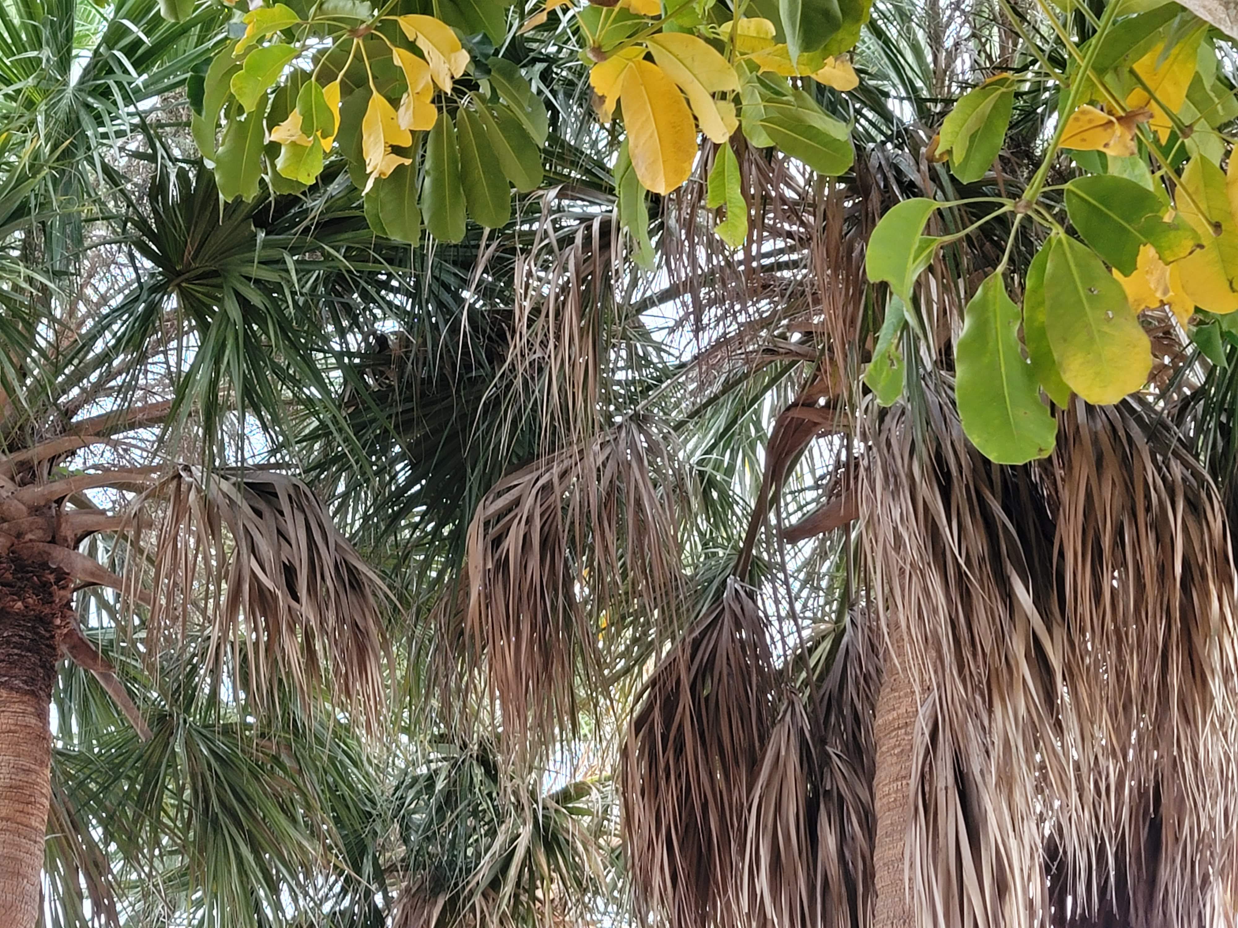 Palm trees 2