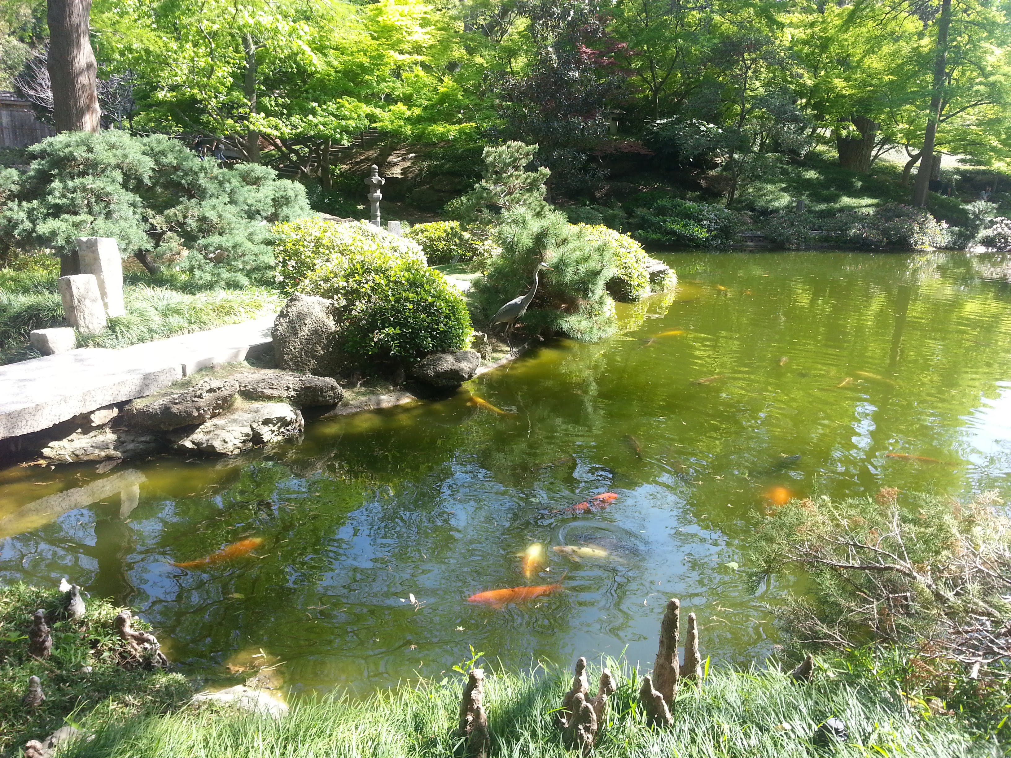 Japanese Tea Garden 7