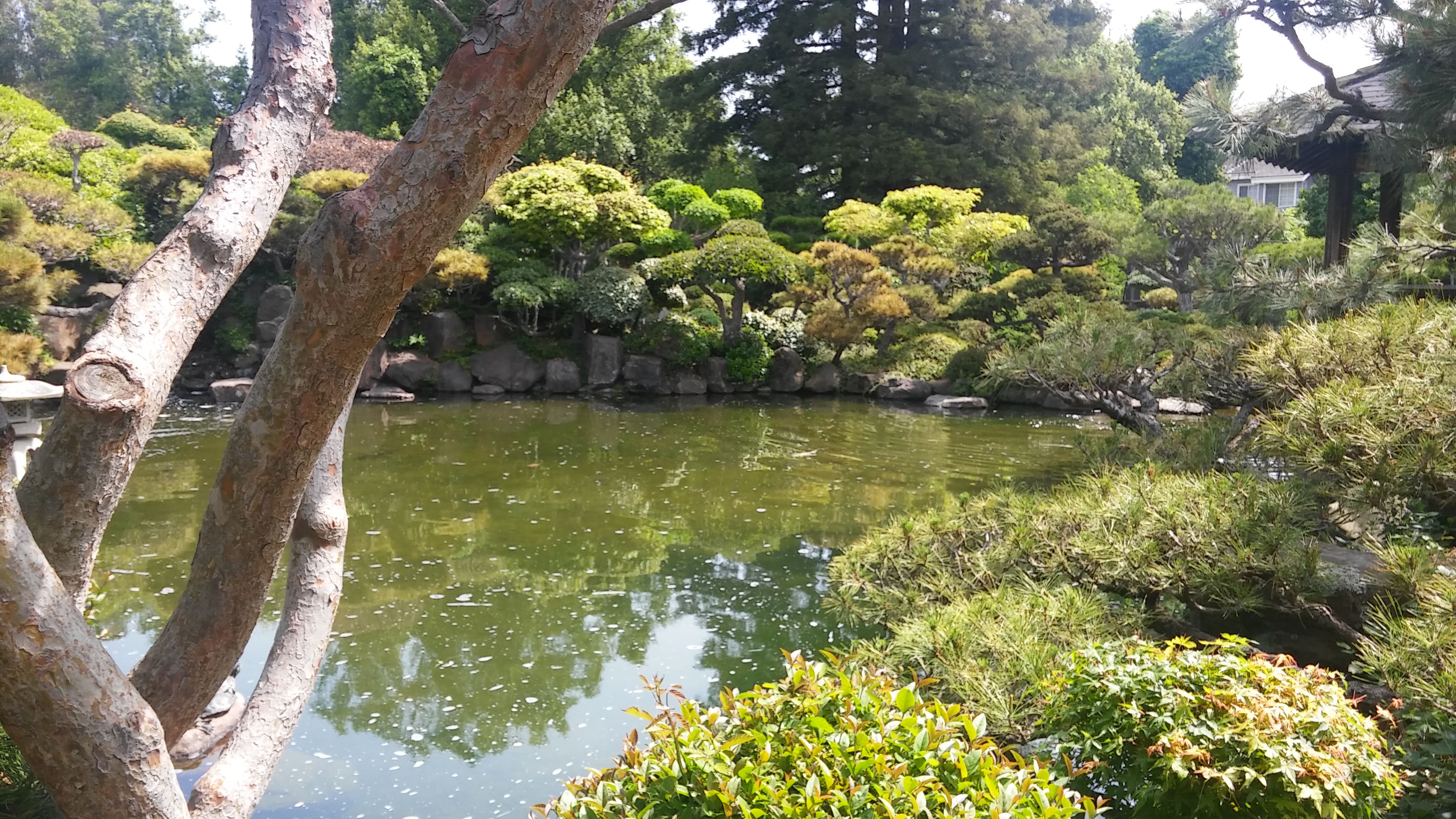 Japanese Tea Garden 23