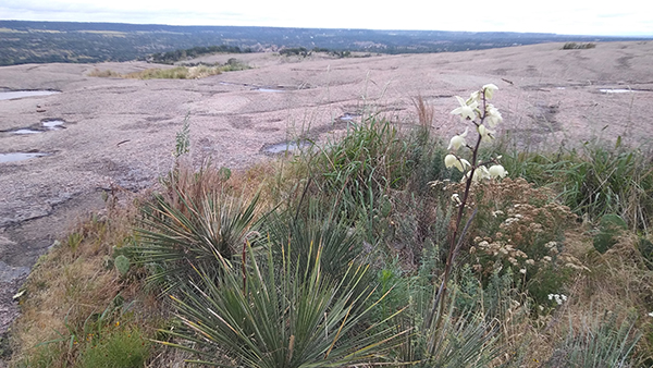 Plant on the top of Enchanted Rock