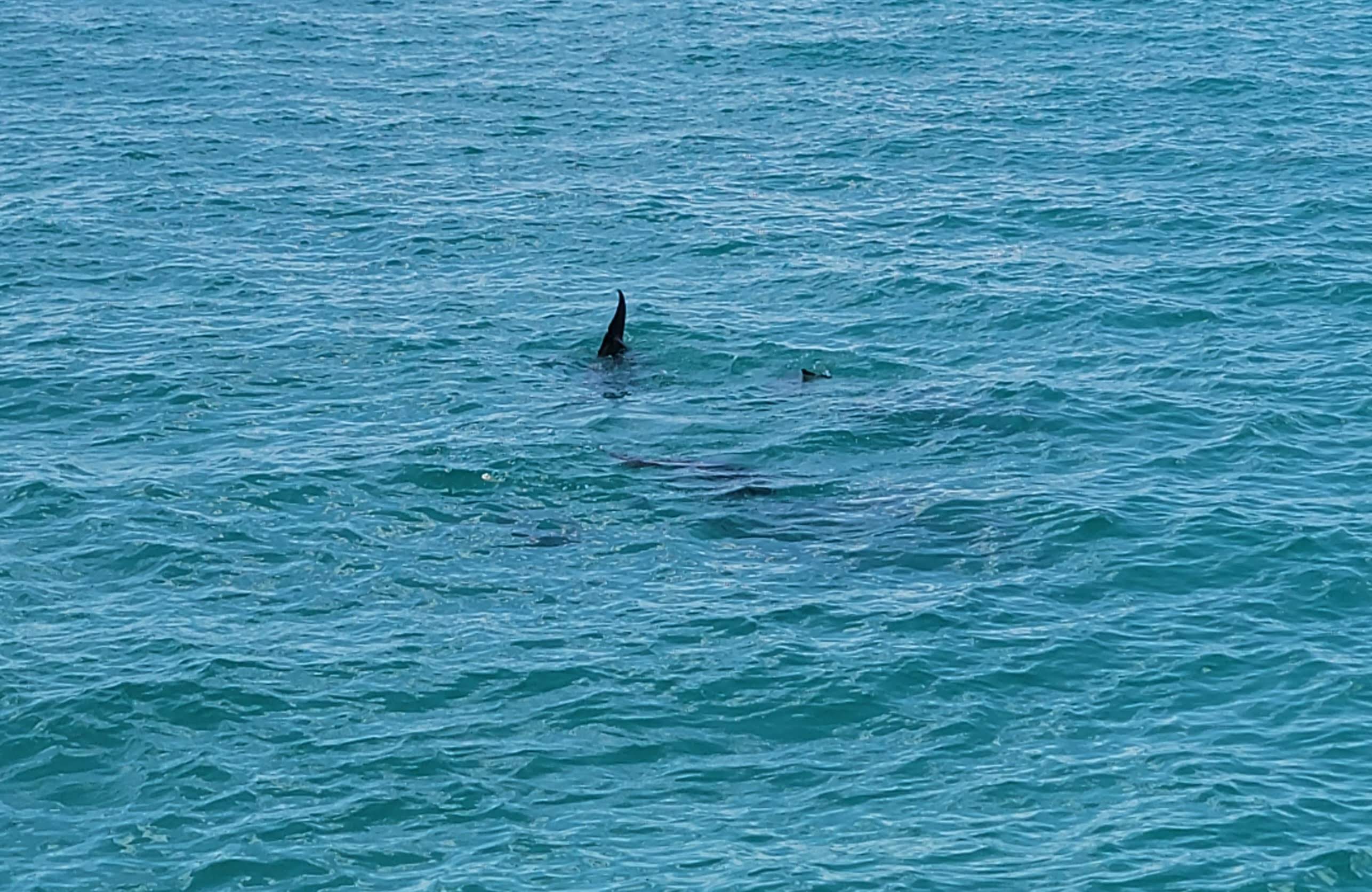 Dolphins - Key West