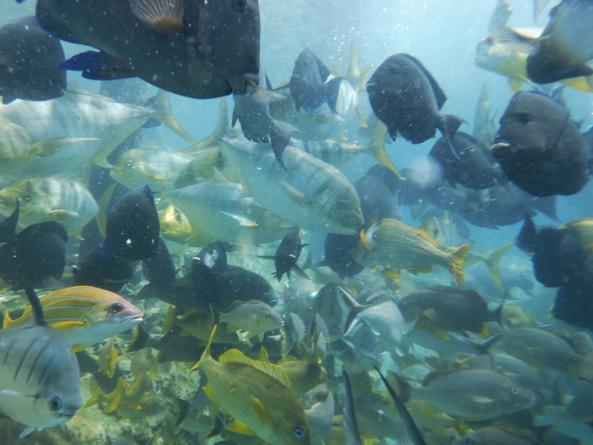 School of fish at Discovery 9